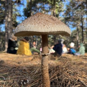 Orman Okulu- Image 2024-08-17 at 15.44.08 (2)-min